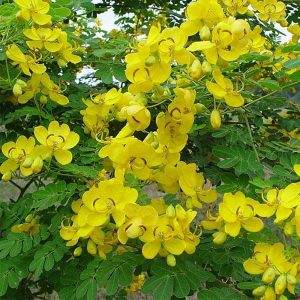 CASSIA ANGUSTIFOLIA