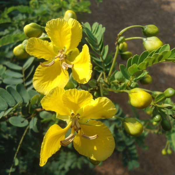 CASSIA AURICULATA - Image 3