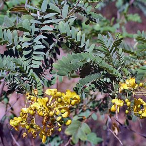 CASSIA AURICULATA