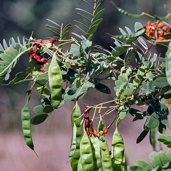CASSIA AURICULATA