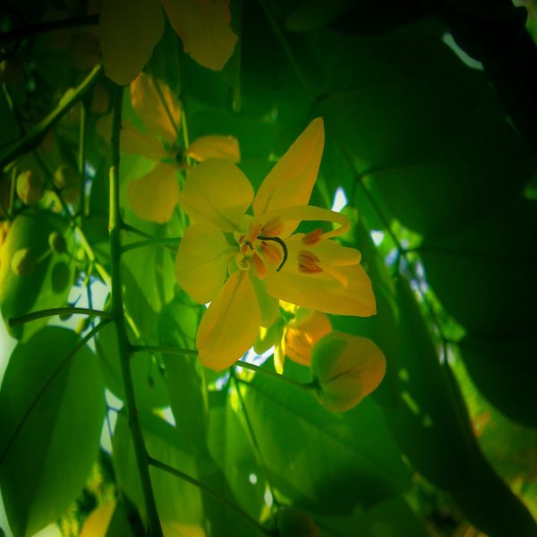 CASSIA FISTULA - Image 3