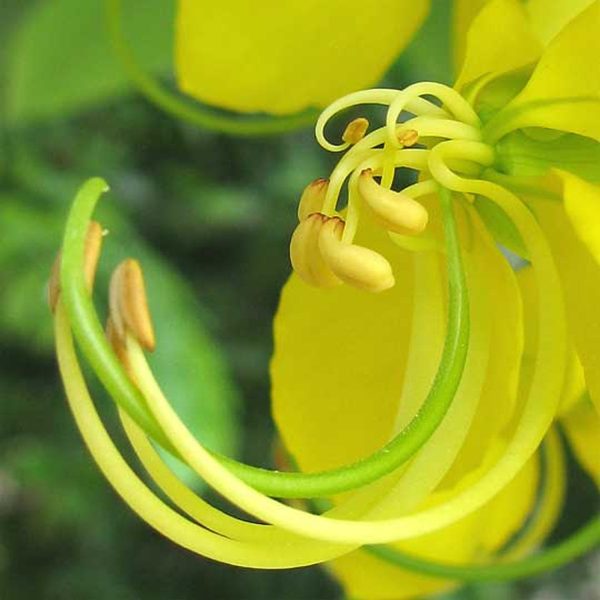 CASSIA FISTULA - Image 4