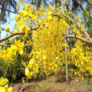 CASSIA FISTULA