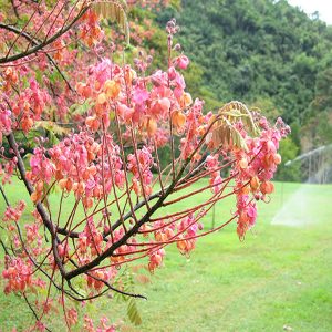 CASSIA GRANDIS