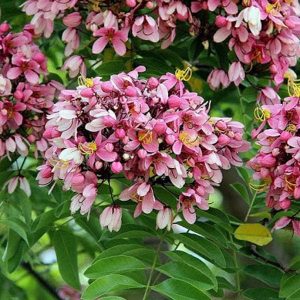 CASSIA GRANDIS