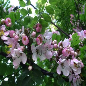 CASSIA JAVAMICA