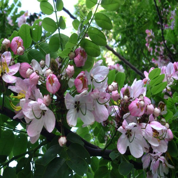 CASSIA JAVAMICA - Image 2