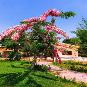 CASSIA JAVAMICA