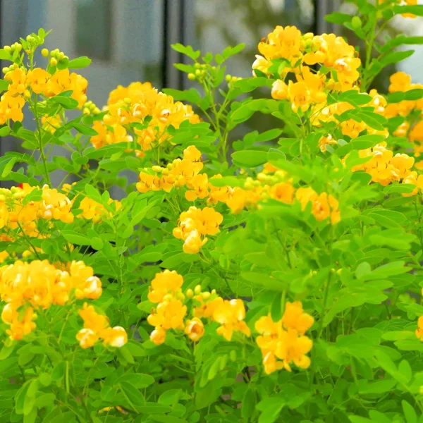 CASSIA SIAMEA - Image 3