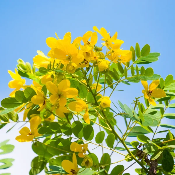 CASSIA SIAMEA