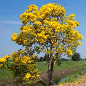 CASSIA SIAMEA