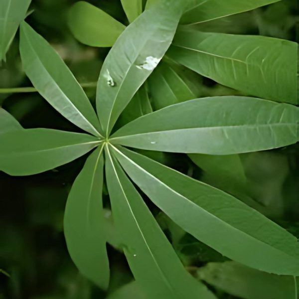 CEIBA PENTANDRA - Image 2
