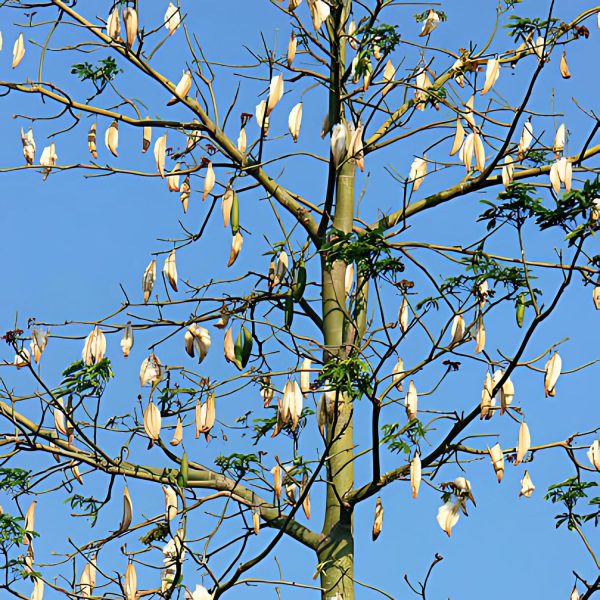 CEIBA PENTANDRA - Image 3
