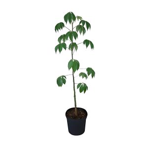 CEIBA PENTANDRA