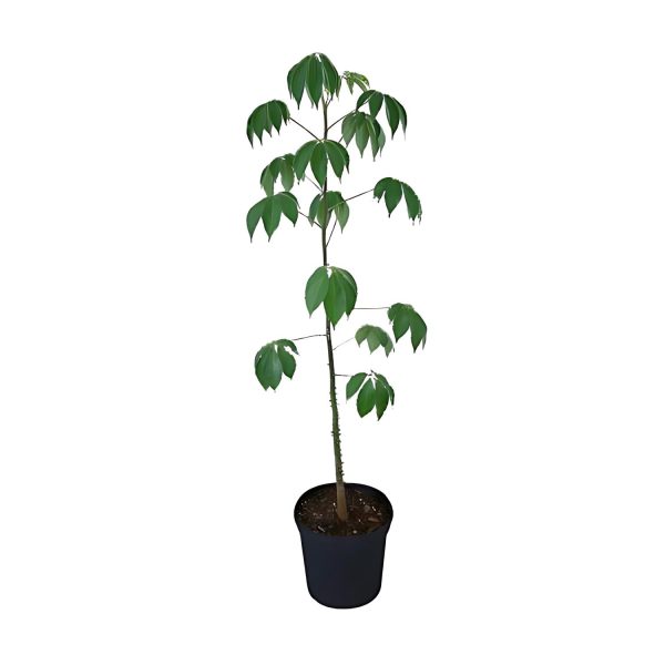 CEIBA PENTANDRA