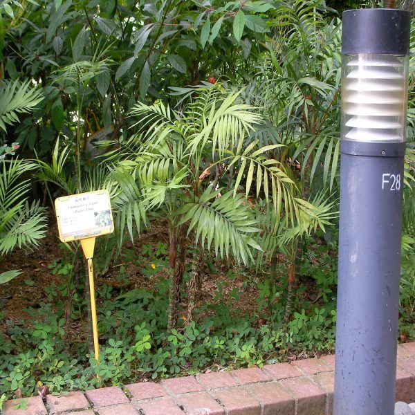 PHP-CHAMAEDOREA ELEGANS - Image 6