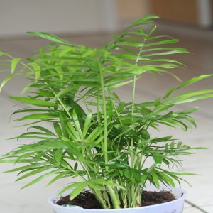 CHAMAEDOREA ELEGANS
