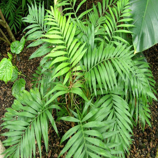 PHP-CHAMAEDOREA ELEGANS - Image 3