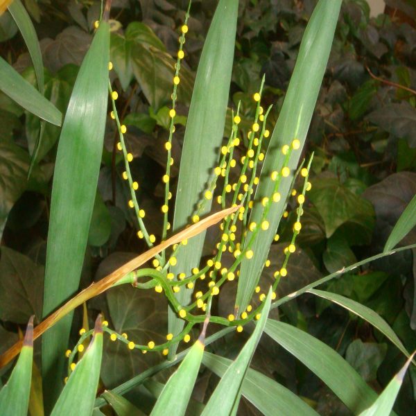 PHP-CHAMAEDOREA ELEGANS - Image 4