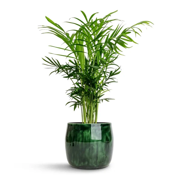 PHP-CHAMAEDOREA ELEGANS