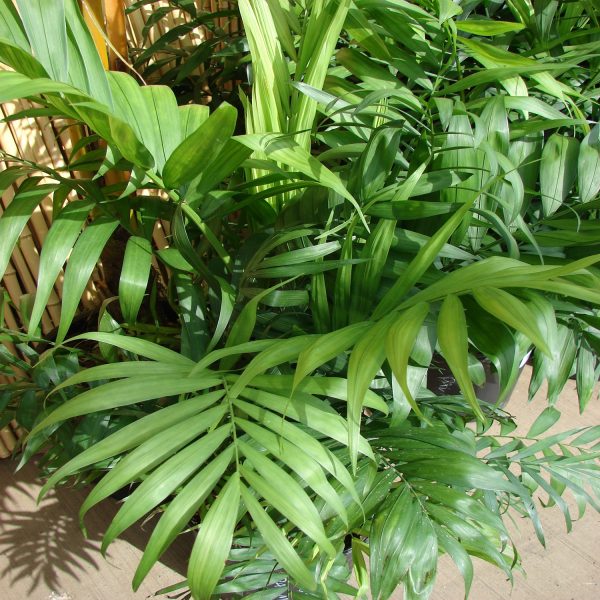 PHP-CHAMAEDOREA ELEGANS - Image 5