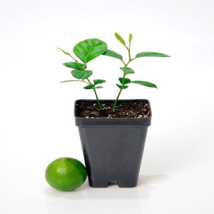 CITRUS AURANTIFOLIA