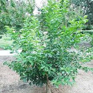 CITRUS AURANTIFOLIA