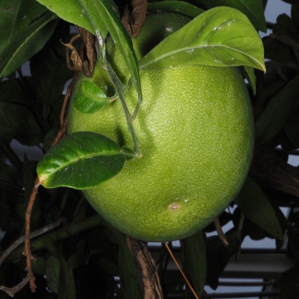 CITRUS DECUMANA - Image 3