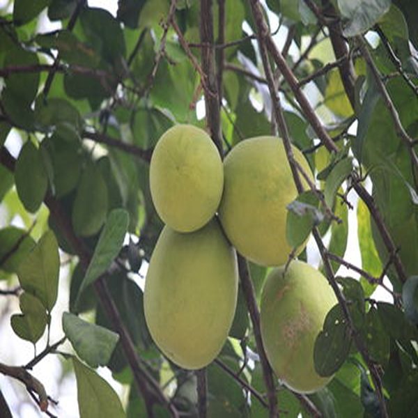 CITRUS DECUMANA - Image 4