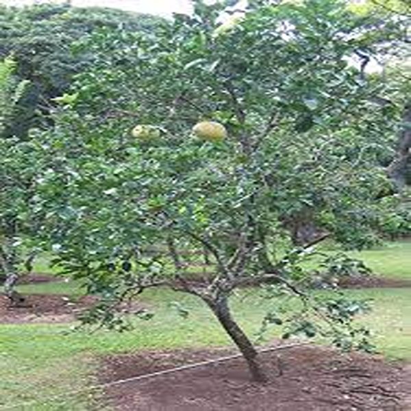 CITRUS DECUMANA - Image 2