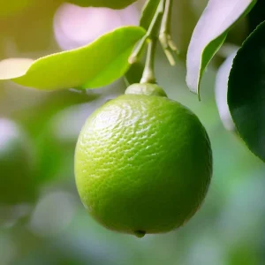 CITRUS LIMETTA (NH)