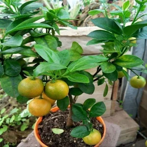 CITRUS LIMETTA (NH)