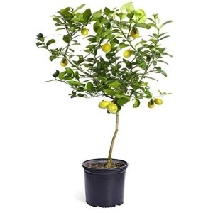 CITRUS LIMON