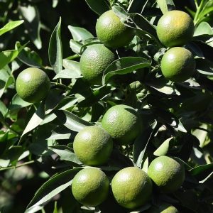 CITRUS LIMON