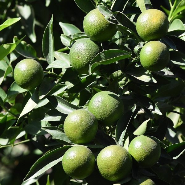 CITRUS LIMON - Image 2