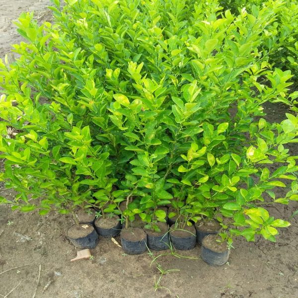 CITRUS LIMON - Image 3