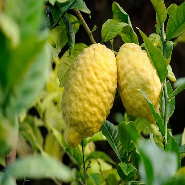 CITRUS MEDICA - Image 4