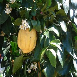 CITRUS MEDICA
