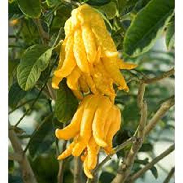 CITRUS MEDICA - Image 3