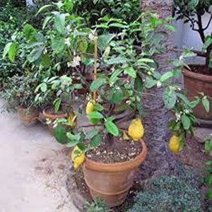 CITRUS MEDICA