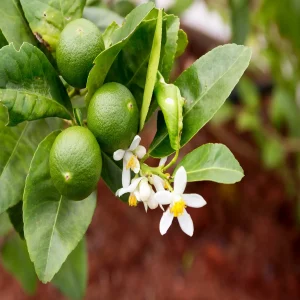 CITRUS X LATIFOLIA