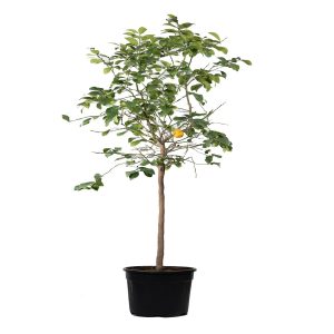 CITRUS X LATIFOLIA