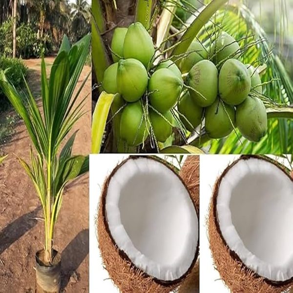 COCOS NUCIFERA