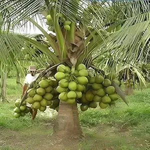 COCOS NUCIFERA