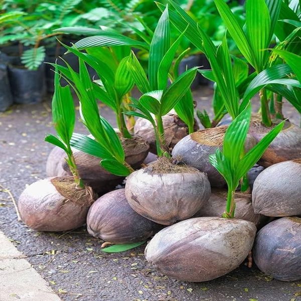 COCOS NUCIFERA - Image 3