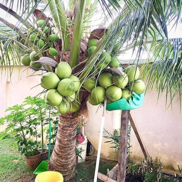 COCOS NUCIFERA - Image 4