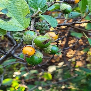 CORDIA MONOICA