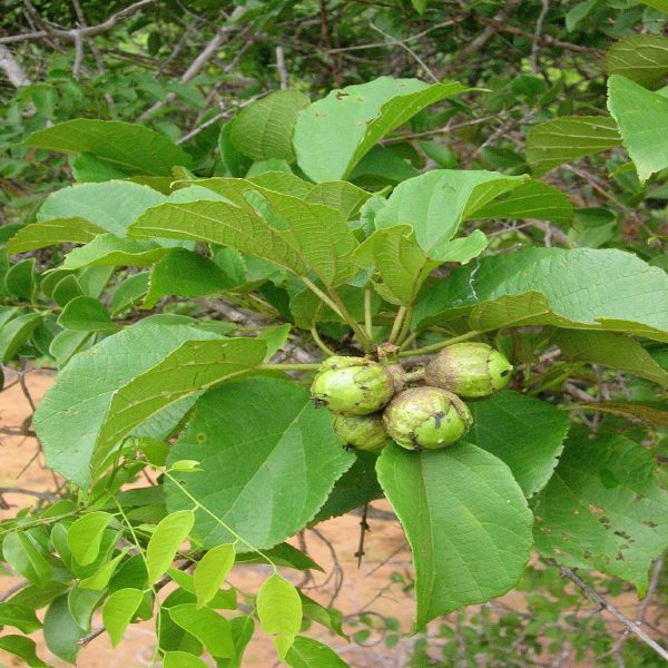CORDIA MONOICA - Image 3