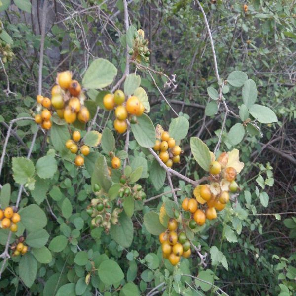 CORDIA MONOICA