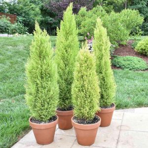 CUPRESSUS SEMPERVIRENS